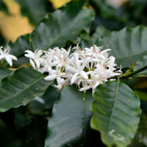 Close-up of coffee flowers on a coffee plant with green leaves.